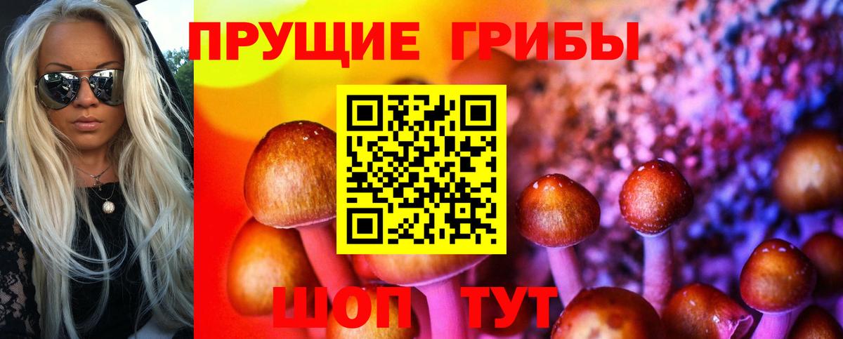 Галлюциногенные грибы Psilocybine cubensis  Псилоцибиновые грибы Psilocybe  Вход с VPN  Осинники 